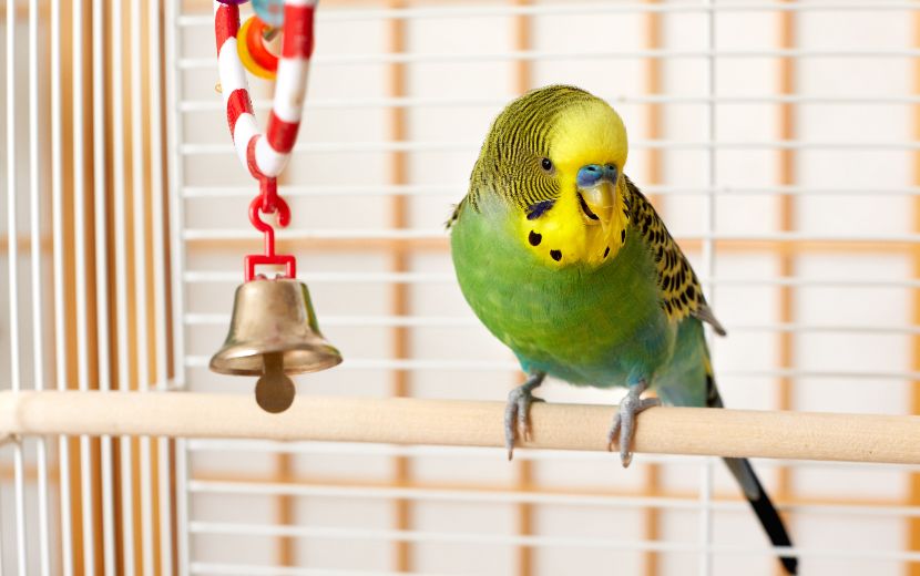 Brinquedos para aves